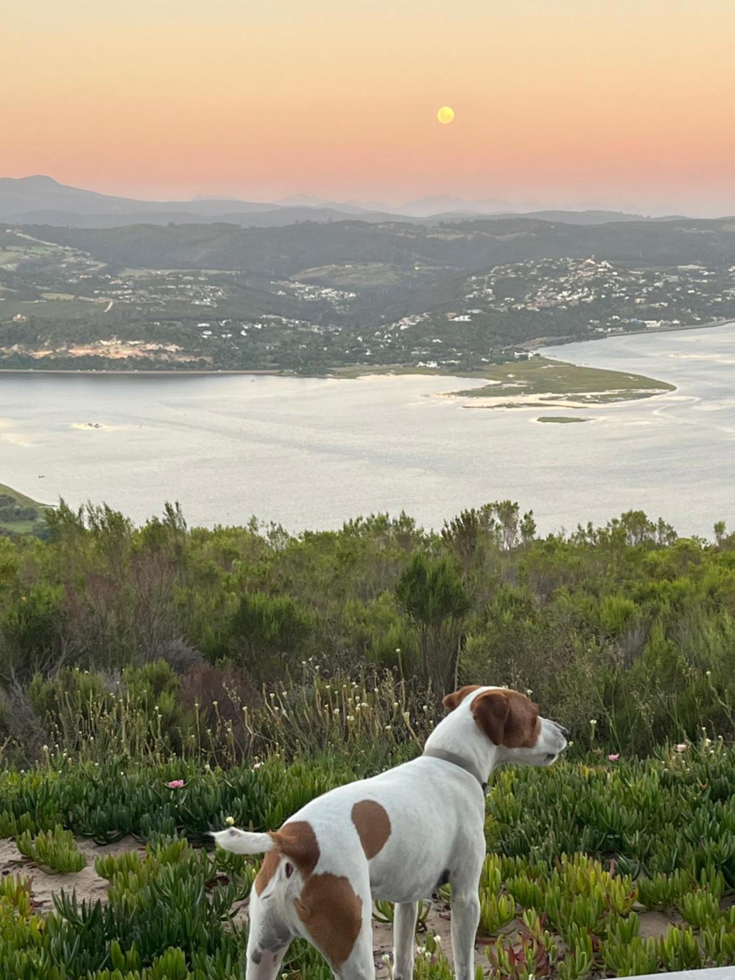 Die Uitzicht Guesthouse - Knysna Buitenkant foto